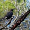 Fletnak tasmansky - Strepera fuliginosa - Black Currawong o6943